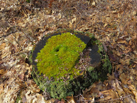 moss on a stump