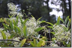 Feathery plants-1