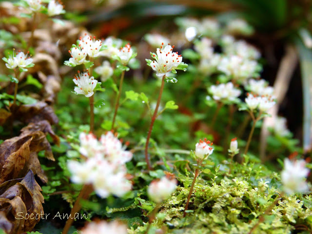 Chrysosplenium album