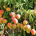 My favorite fruit : Mango   माझं आवडतं फळ 'आंबा' 