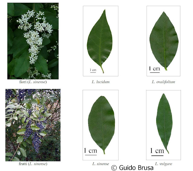 Ligustrum vulgare lucidum ovalifolium sinense