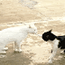 Gifs divertidos de gatos y gatitos