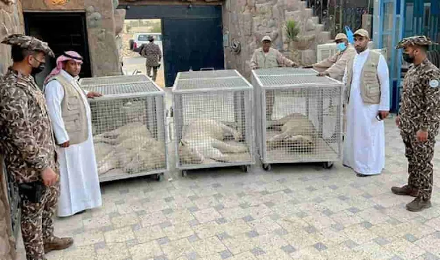 Saudi citizens faces 10 Years jail term, 30 million fine for keeping 3 Lions in his private resort - Saudi-Expatriates.com