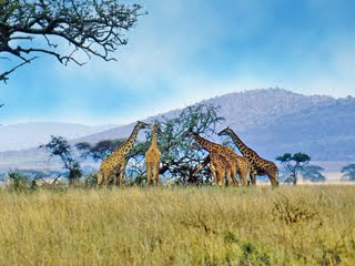 viaje, viajar, safari, africa, kenia, ofertas viajes, agencia viajes