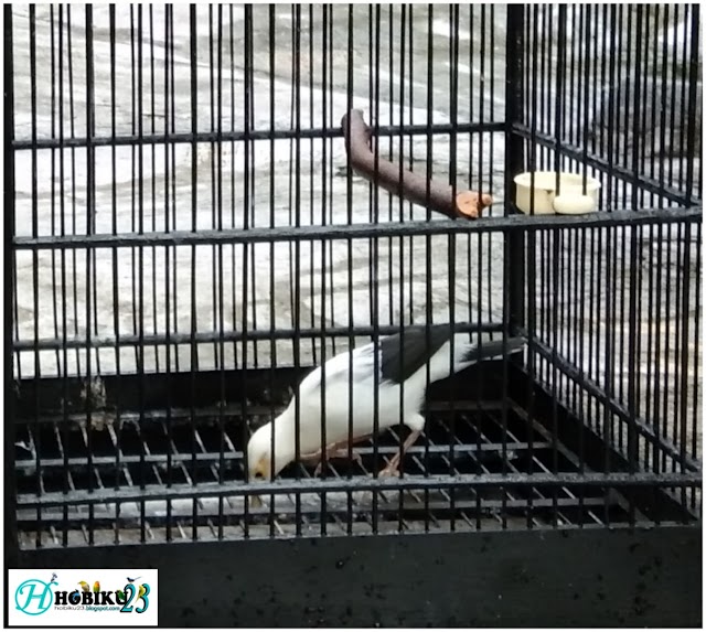 Cara Menangkarkan Burung Jalak Putih Agar Sukses