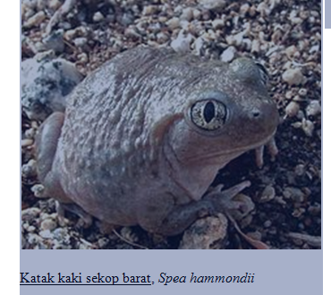 AMPHIBI (Mata Kuliah ZOOLOGI )