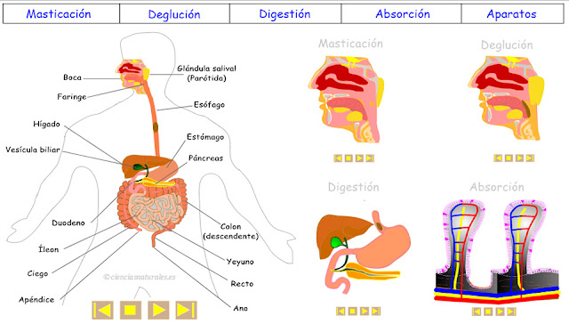  Aparato Digestivo (actualización)