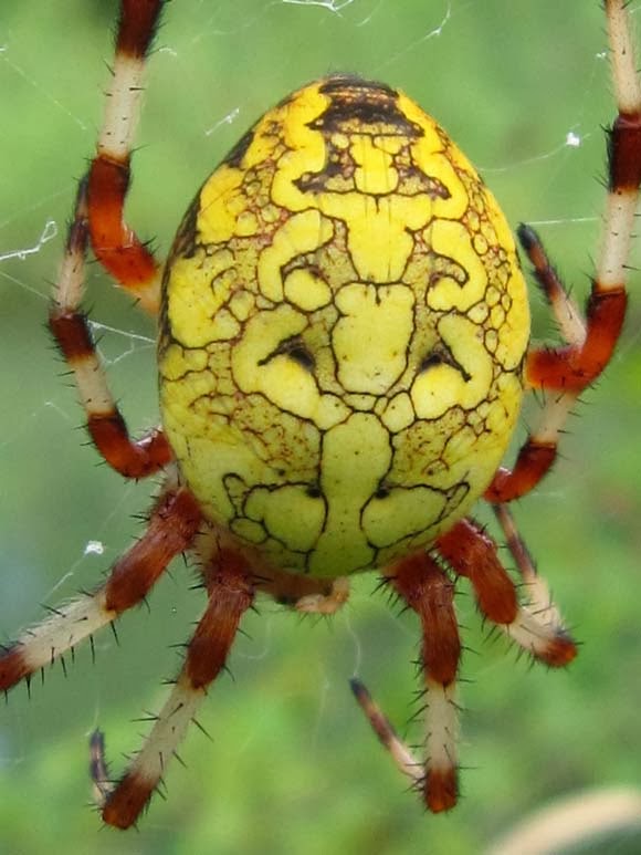 Brightly-colored spider