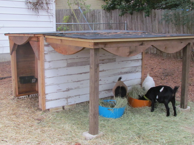 Simple Shelter for Goats