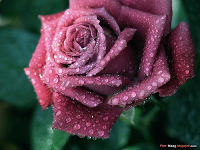 images of rose flowers. Rose Flowers Wallpaper for