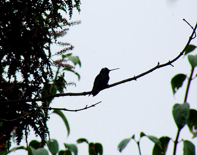 Colibrí en el Volcán Poas