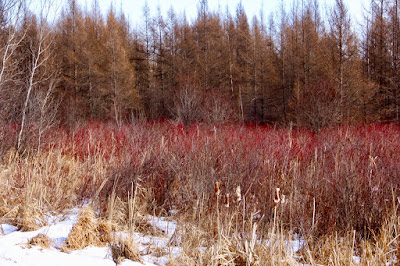 red dogwood brightens a Spring floodplain
