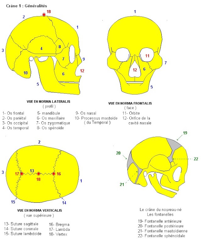 Anatomie de la Tête