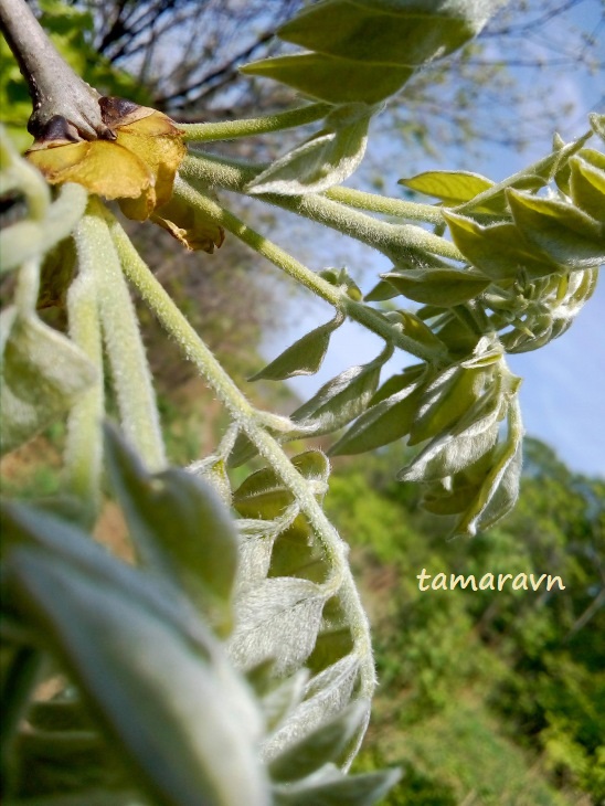 Маакия амурская (Maackia amurensis)