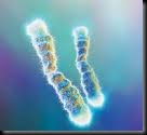 telomeres