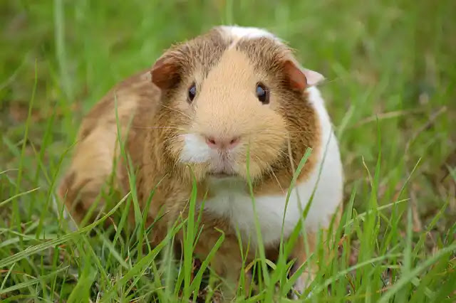 150+ Facts about Guinea Pigs: Understanding their Anatomy, Behavior, Health, and Lifestyle