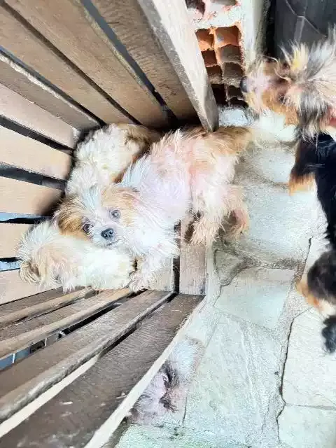 Polícia Ambiental Resgata 33 Animais em Situação de Maus-Tratos em Cananéia
