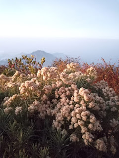 gunung lawu; keindahan gunung lawu; pendakian gunung lawu; gunung lawu via cetho; gunung lawu meletus; gunung lawu via cemoro sewu; gunung lawu alvi; gunung lawu pasar setan; gunung lawu bca malang; pendaki gunung lawu; bca malang; bca rajabali malang; agus priono; ayodolenrek; gunung lawu angker; gunung lawu aktif; gunung lawu mdpl; gunung lawu terbakar; gunung lawu puser bumi; gunung lawu park; gunung lawu suhu; hargo dumilah