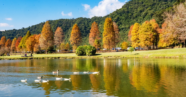 宜蘭員山蜊埤湖落羽松聳立在湖畔，湖光山色松林倒影浪漫就像幅畫