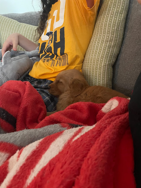 Miles putting his hear on your lap as you sit on the couch in your yellow uncg tshirt and Josh's old black and blue flannel pants. Miles is sitting on an ohio state blanket.
