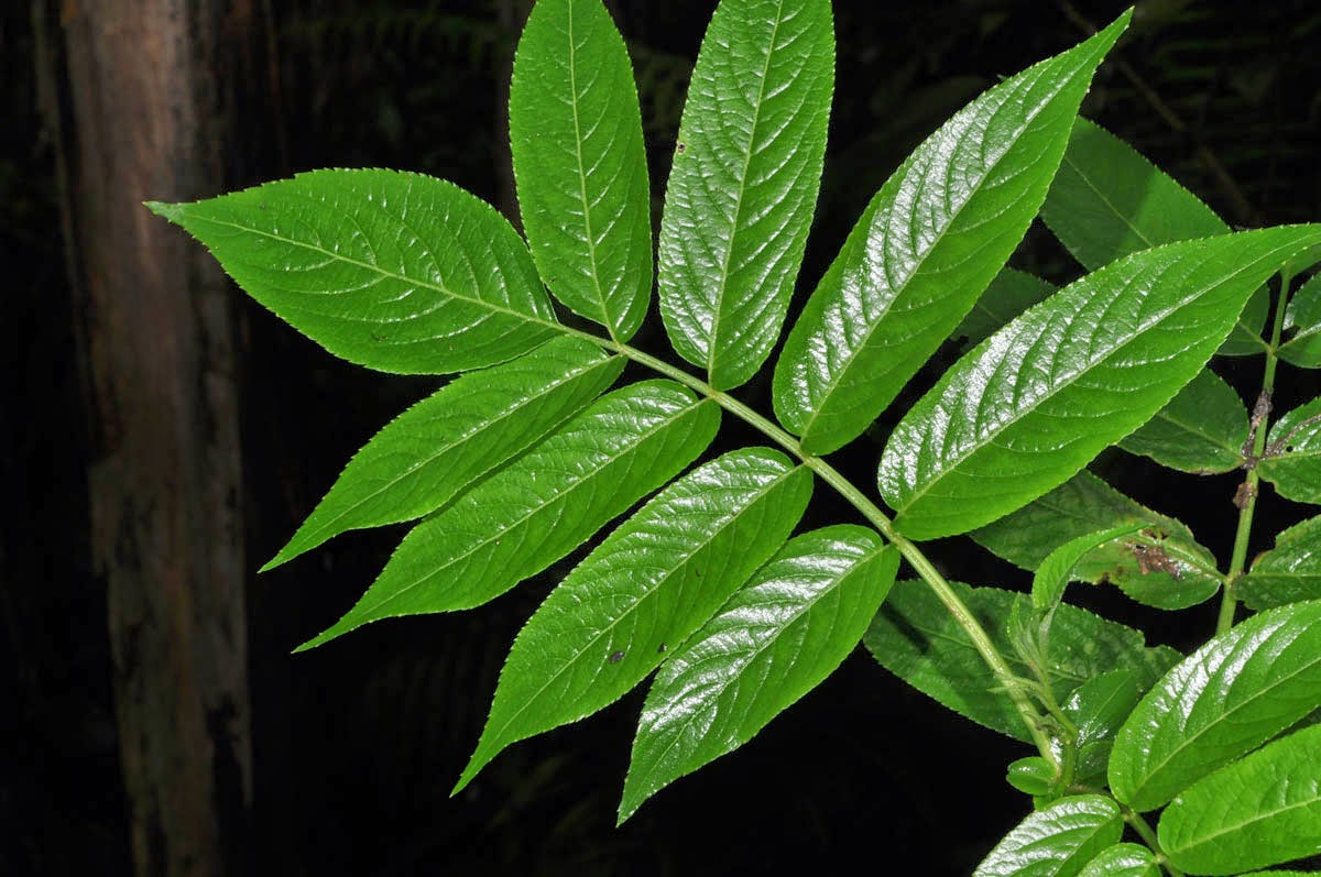  Daun  Majemuk Folium Compositum MUNAWI INSIDE