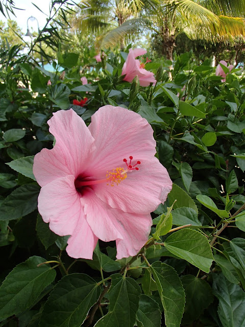 hibiscus