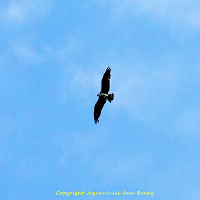 red-shouldered hawk in the blue sky