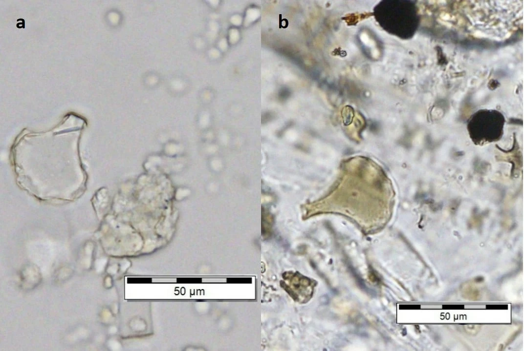 Rice phytolith from (a) archaeological site sediment and (b) reference collection.