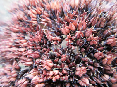 Close up of some sort of seed head