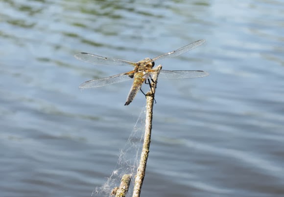 dragonfly on a branch