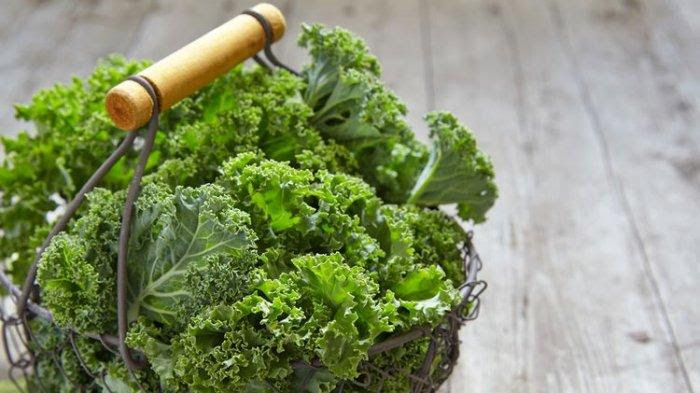 Kandungan Gizi Sayur Kale dan Manfaat Sayur Kale bagi Kesehatan