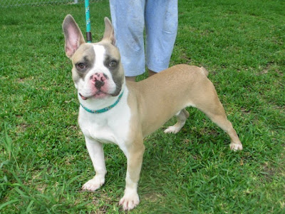 French Bulldog Boston Terrier Mix Needs Home @ New Orleans SHARE