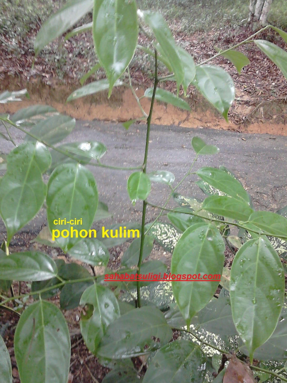 ciri daun pohon kulim  JENDELA KEHUTANAN