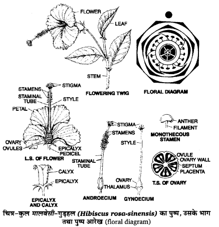 Solutions Class 11 जीव विज्ञान Chapter-5 (पुष्पी पादपों की आकारिकी)