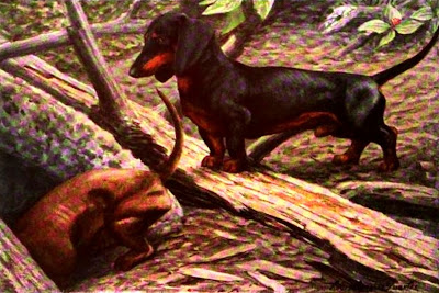 The Dachshund, or badger dog