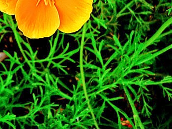 Leaves of California Poppy