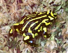 Sapo CorroboreeFrog