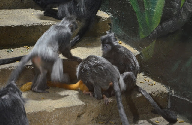 A third juvenile langur joins the other two and the baby in play on the steps.