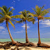 Palms View Wallpapers