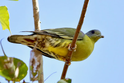 Yellow-footed Green-Pigeon