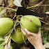 How To Import Vietnam Coconuts LCD fruit