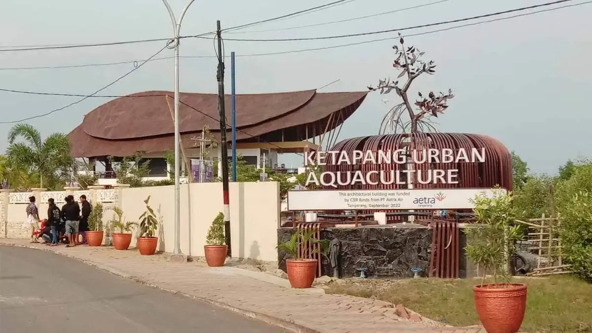 hutan mangrove mauk - Ketapang Urban Aquaculture