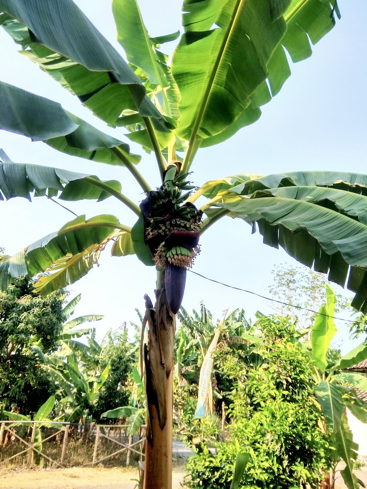 Gambar Pohon Pisang Raja Kumpulan Montase Kolase dan Mozaik