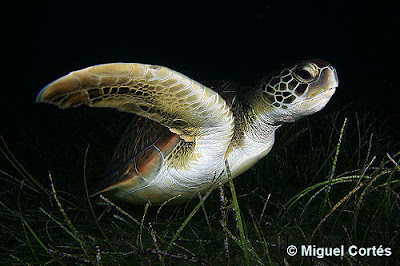 Tortuga verde (Chelonia mydas)