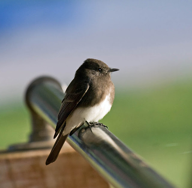 Black Phoebe