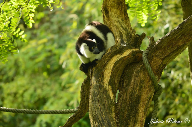 Lémurien au Bioparc Doué-la-Fontaine