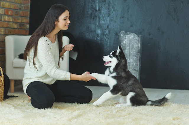 Positive reinforcement - used here to teach a Siberian husky puppy to shake paw - is a better choice than negative reinforcement in dog training