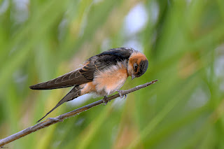 golondrina-daurica-cecropis-daurica-juvenil-