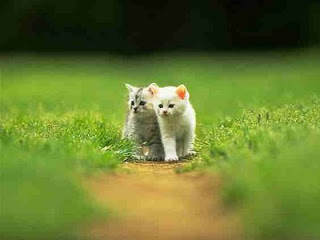 go to Cute Cat Pictures: Cats - Cute cat couple