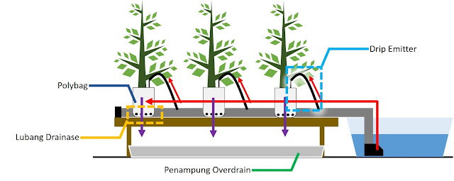 Hidroponik Drip (Irigasi Tetes)